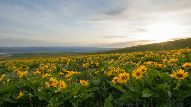 Arrowleaf Balsamroot Fleurs sauvages fleurissant au printemps au parc d'État de Columbia Hills le long des gorges du fleuve Columbia avec vue sur le mont Hood Nuages mouvants et ciel au coucher du soleil Time lapse 1080p 