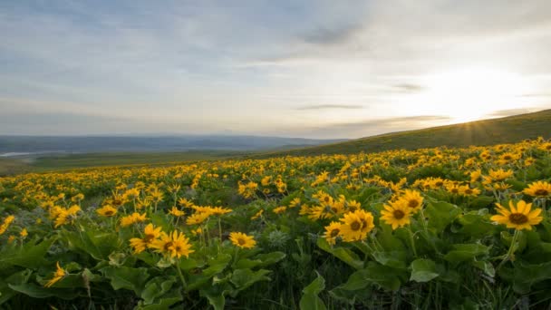 Arrowleaf Balsamroot 野花盛开在春天在哥伦比亚山国家公园沿着哥伦比亚河峡谷与胡德山视图移动云层和在日落时间推移 1080p 的天空 — 图库视频影像