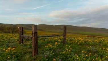 Bulutlar ve gökyüzü günbatımı zaman atlamalı 1080 p, hareketli Mt Hood manzaralı Columbia Nehri Columbia Hills devlet parkı, baharda çiçek açan Arrowleaf Balsamroot kır çiçekleri geçit