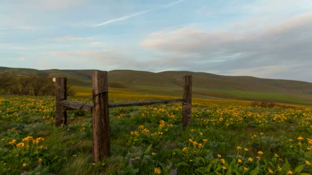 Arrowleaf Balsamroot květy kvetou na jaře v Columbia Hills státu Park podél řeky Columbie soutěska s Mt Hood zobrazení pohybu mraků a obloha při západu slunce časová prodleva 1080p — Stock video