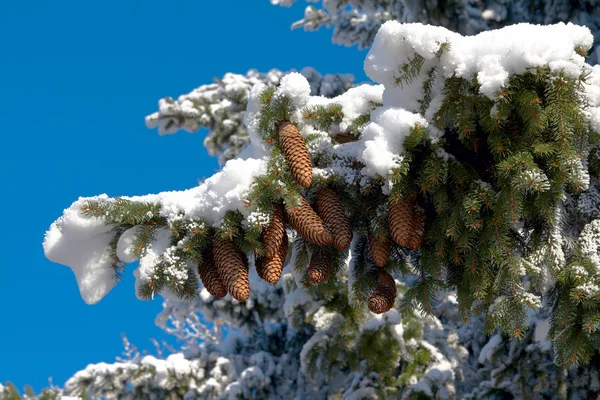 Conos de abeto marrón está en abeto cubierto de nieve —  Fotos de Stock