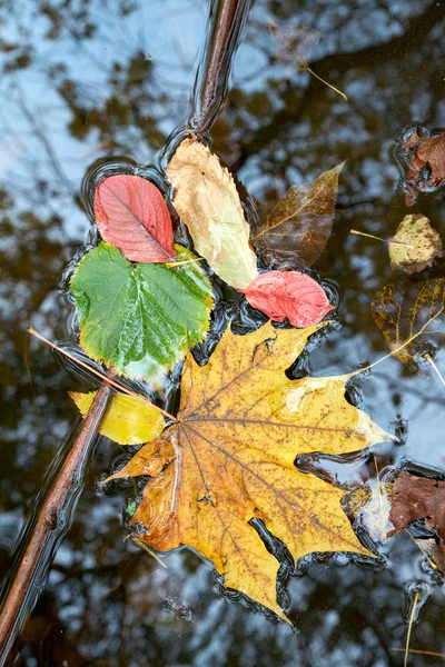 Feuilles de couleur sur l'eau — Photo