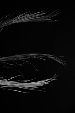 koyu soyut arkaplan, yakın planda bir kuru bitki dalı, metin için bir yer ve arkadaki yumuşak odak