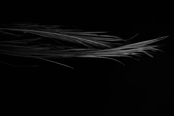 Σκοτεινό Αφηρημένο Φόντο Ένα Κλαδί Ενός Ξηρού Φυτού Κοντινό Πλάνο — Φωτογραφία Αρχείου