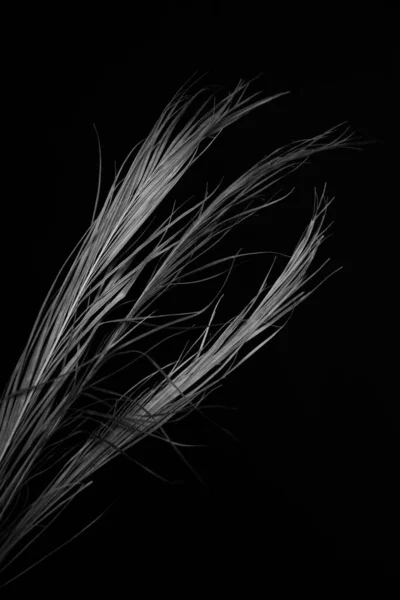 Tmavé Abstraktní Pozadí Větev Suché Rostliny Detailu Místo Pro Text — Stock fotografie