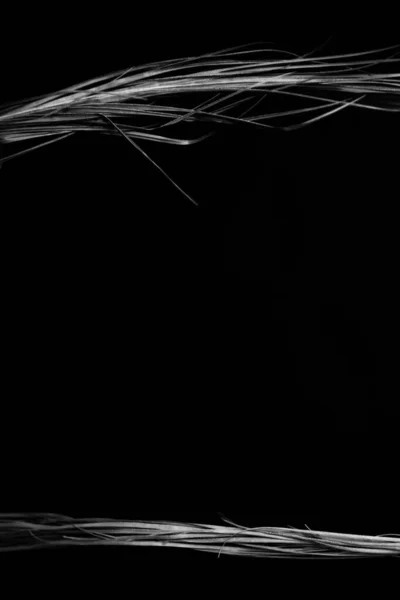 Dunkler Abstrakter Hintergrund Ein Zweig Einer Trockenen Pflanze Nahaufnahme Dahinter — Stockfoto