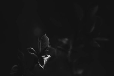 Siyah-beyaz zambak fotoğrafı, bulanık ve yumuşak odaklı gürültülü çerçeve, odaklanma bozukluğu, doğal arka plan sanatı