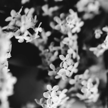 soyut siyah-beyaz çiçek arkaplanı, beyaz çiçekler ve yumuşak odak, bitki resimlerinin bulanıklaşması ve bulanıklaşması, makro çekim