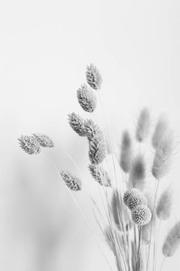 Kurumuş çiçek dalları ve tomurcuklar beyaz bir arka planda yakın plan. Çiçeklerin soyut yaşamı. Düz yerde, üst tarafta. Metin için alanı kopyala.