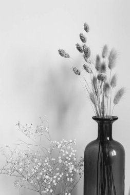 Kurumuş çiçek dalları ve tomurcuklar beyaz bir arka planda yakın plan. Çiçeklerin soyut yaşamı. Düz yerde, üst tarafta. Metin için alanı kopyala.