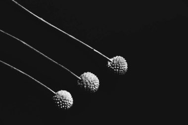 Herbarium, pussies, bouquet of flowers on black background. Autumn background of ripe ears. Flat lay, top view. Copy space for text.