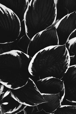 Çiçeklerin siyah beyaz soyut arkaplanı