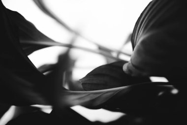 Çiçeklerin siyah beyaz soyut arkaplanı