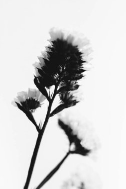 Kurumuş çiçek dalları ve tomurcuklar beyaz bir arka planda yakın plan. Çiçeklerin soyut yaşamı. Düz yerde, üst tarafta. Metin için alanı kopyala.