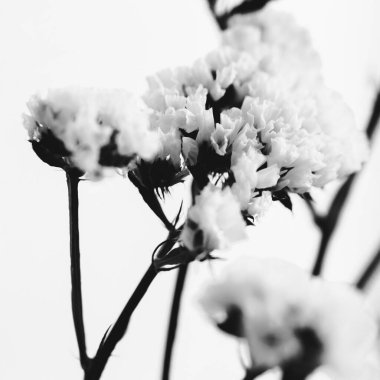 Kurumuş çiçek dalları ve tomurcuklar beyaz bir arka planda yakın plan. Çiçeklerin soyut yaşamı. Düz yerde, üst tarafta. Metin için alanı kopyala.