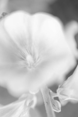 Çiçeklerin siyah beyaz soyut arkaplanı