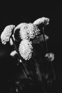 soyut siyah-beyaz çiçek arkaplanı, beyaz çiçekler ve yumuşak odak, bitki resimlerinin bulanıklaşması ve bulanıklaşması, makro çekim