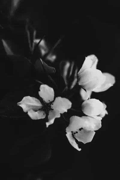 Abstrakter Schwarz Weißer Floraler Hintergrund Weiße Blüten Und Weicher Fokus — Stockfoto