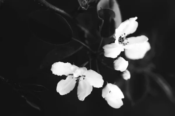 Abstrakter Schwarz Weißer Floraler Hintergrund Weiße Blüten Und Weicher Fokus — Stockfoto