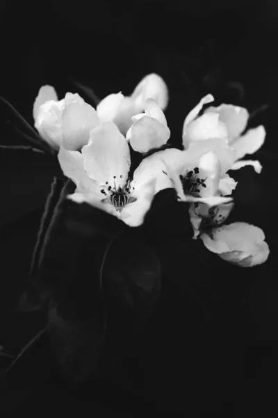 Αφηρημένο Μαύρο Και Άσπρο Floral Φόντο Λευκά Λουλούδια Και Απαλή — Φωτογραφία Αρχείου