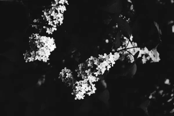 Abstrait Fond Floral Noir Blanc Fleurs Blanches Mise Point Douce — Photo