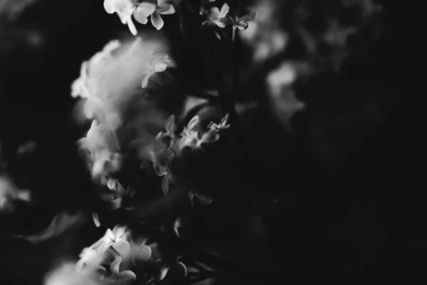 Abstraktní Černobílé Květinové Pozadí Bílé Květy Měkké Zaostření Rozmazání Rozmazání — Stock fotografie