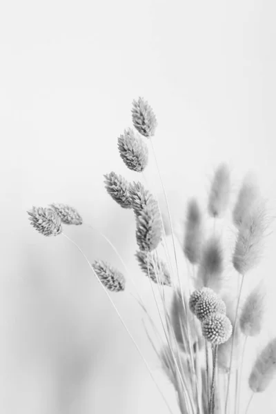 白い背景に乾燥した花や芽の枝がクローズアップされます 花の要約静物画 フラットレイアウト トップビュー テキストのコピースペース — ストック写真