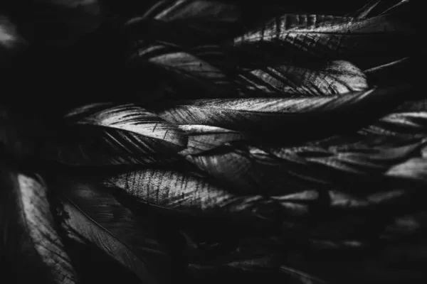 Αφηρημένο Φόντο Από Μαύρα Φτερά Επίπεδο Lay Πάνω Όψη Αντιγραφή — Φωτογραφία Αρχείου