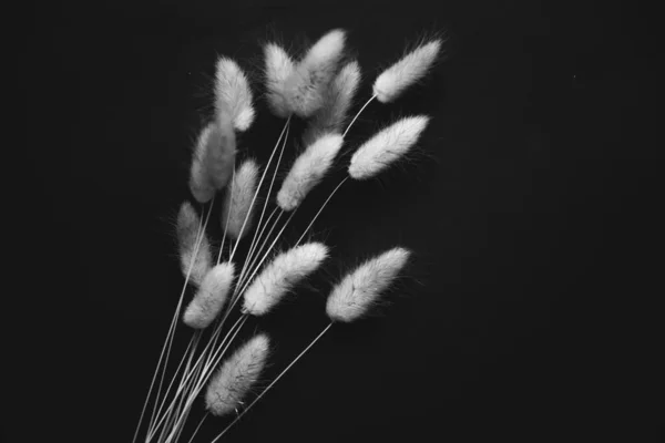 Herbarium Pussies Bouquet Flowers Black Background Autumn Background Ripe Ears — ストック写真