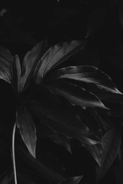 Fekete Fehér Elvont Háttér Virágok — Stock Fotó