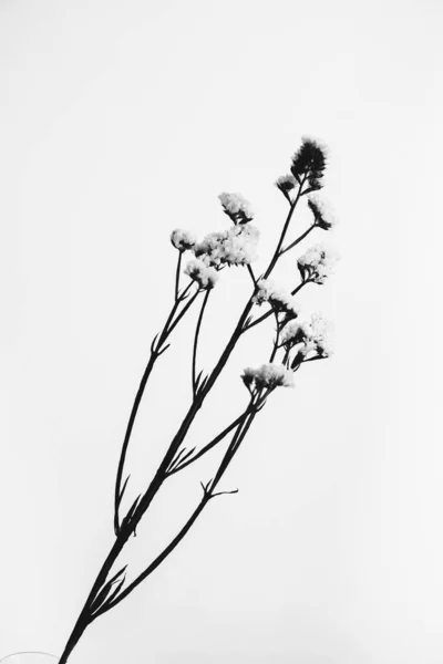 Branches Dried Flowers Buds Close White Background Abstract Still Life — Stock Photo, Image