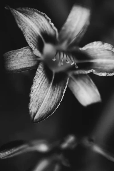Schwarz Weiß Lilienfoto Lärmender Rahmen Mit Unschärfe Und Weichem Fokus — Stockfoto