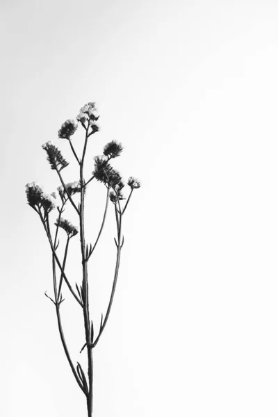 Κλαδιά Αποξηραμένων Λουλουδιών Και Μπουμπούκια Κοντά Λευκό Φόντο Αφηρημένη Νεκρή — Φωτογραφία Αρχείου