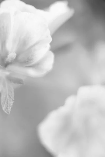 花の黒と白の抽象的な背景 — ストック写真