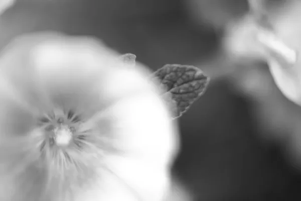 Fondo Abstracto Blanco Negro Flores — Foto de Stock