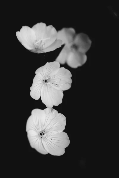 Abstrakter Schwarz Weißer Floraler Hintergrund Weiße Blüten Und Weicher Fokus — Stockfoto