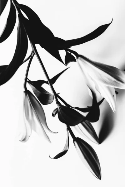 Αφηρημένη Θολή Φόντο Του Φυτού Θολή Φωτογραφία Ταινία Κρίνου Υποκατάστημα — Φωτογραφία Αρχείου