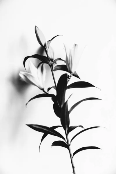 抽象的なぼやけた植物の背景白い背景のユリの枝のファジィフィルム写真 — ストック写真