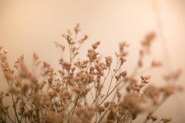 Kardaki bitkilerin soyut manzarası, güçlü yumuşak odak ve bulanık görüntüler