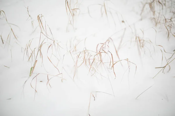 Abstrakte Pflanzenlandschaft Auf Schnee Starker Weicher Fokus Und Verschwommene Bilder — Stockfoto