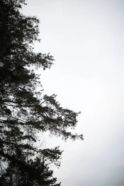 冬日的天空映衬着树木的轮廓 — 图库照片
