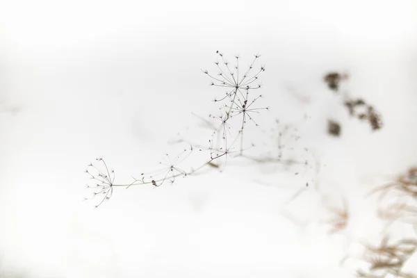雪の上の植物の抽象的な風景強いソフトフォーカスとぼやけた画像 — ストック写真