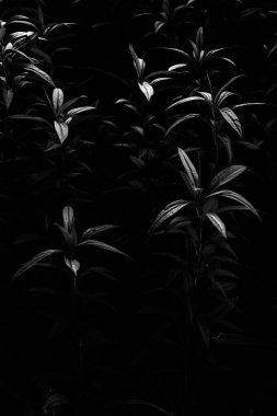 Zambakların soyut siyah beyaz arkaplanı, seslerle zıt görüntü