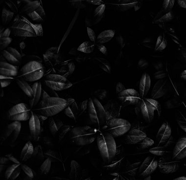 güzel ve basit bitki ve çiçeklerin siyah ve beyaz arkaplanı