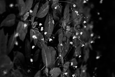 güzel ve basit bitki ve çiçeklerin siyah ve beyaz arkaplanı