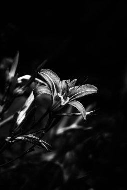 siyah ve beyaz çiçekler. Bitkilerin ve çiçek siluetlerinin soyut arkaplanı. Şık desen. karşıtlık resmi