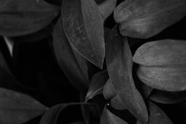 güzel ve basit bitki ve çiçeklerin siyah ve beyaz arkaplanı