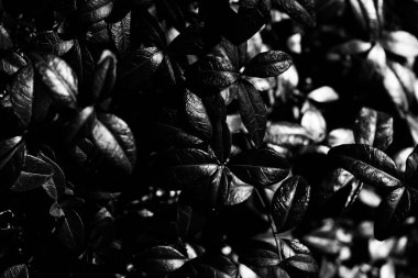 güzel ve basit bitki ve çiçeklerin siyah ve beyaz arkaplanı