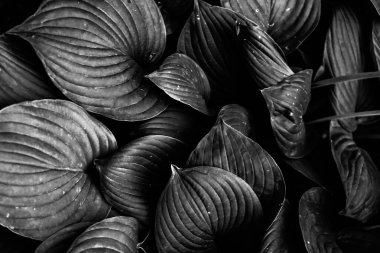 güzel ve basit bitki ve çiçeklerin siyah ve beyaz arkaplanı