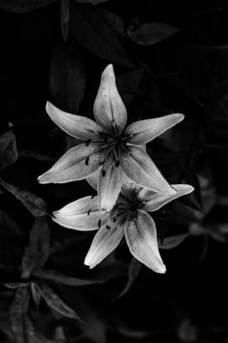 Zambakların soyut siyah beyaz arkaplanı, seslerle zıt görüntü